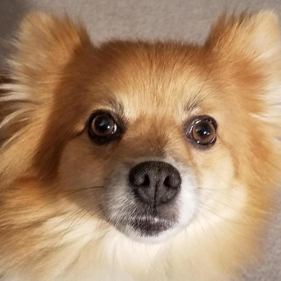 Meet your Posher, Dee - Picture 1 of 1